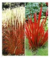 Produktbild: BALDUR Garten 4er Rote Gräser-Kollektion, Pflanzen mit 9x9 cm Topfballen, Ziergras Indian Summer, Chinaschilf und Ziergras Red Baron, Imperata cylindrica, winterharte Stauden, mehrjährig, blühend