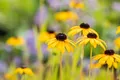 Produktbild: Rudbeckia fulgida var. speciosa, Sonnenhut, gelb, ca. 9x9 cm Topf