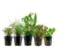 Produktbild: Aquaone Wasserpflanze Pflanzen Set mit 5 Einsteiger Wasserpflanzen Nr.210