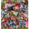 Produktbild: Großblättrige Berberitze 20-25cm - Berberis julianae