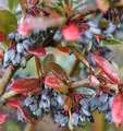 Produktbild: Großblättrige Berberitze 20-25cm - Berberis julianae