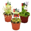 Produktbild: Exotenherz Starter Set Fleischfressende Pflanzen - 3 Pflanzen