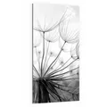 Produktbild: DEQORI Magnettafel 'Pusteblume Nahaufnahme', Whiteboard Pinnwand beschreibbar grau|schwarz 50 cm x 100 cm