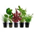Produktbild: AquaOne Aquarium Pflanzen I 5X Wasserpflanzen I Einsteiger Aquarienpflanzen I Lilaeopsis Lagenandra Cryptocoryne Echinodorus I Set mit 5 Aquariumpflanzen