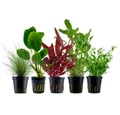 Produktbild: Aquaone Wasserpflanze Pflanzen Set mit 5 Einsteiger Wasserpflanzen Nr.212