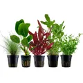 Produktbild: Pflanzen Set mit 5 Einsteiger Topf Aquarium Wasserpflanzen AquaOne Nr.212