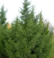 Produktbild: Chinesischer Wacholder Keteleeri 100-125cm - Juniperus chinensis