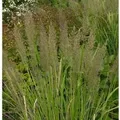 Produktbild: Berg Reitgras - Calamagrostis varia