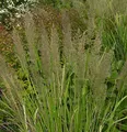 Produktbild: Berg Reitgras - Calamagrostis varia - lebende Gartenpflanze aus den Baumschulen