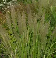 Produktbild: Berg Reitgras - Calamagrostis varia