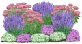 Produktbild: Dehner Bio Stauden-Set Terrassenglück, Landlust Kollektion, 12 Pflanzen für sonnige Standorte, je 5-20 cm exkl. Pflanztopf, Ø Topf je 9 cm, rosa / lila / weiß