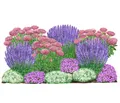 Produktbild: Dehner Staude Bio Stauden-Set Terrassenglück, je 5-20 cm exkl. Pflanztopf, exklusive Landlust Kollektion mit 12 Pflanzen für sonnige Standorte