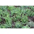 Produktbild: Euonymus Fortunei Minimus Kriechspindel Immergrün 15–20 cm