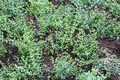 Produktbild: Euonymus fortunei 'Minimus' 15–20 cm – Immergrün, Winterhart, Pflegeleicht – Kriechspindel – Bodendecker für Garten & Beet