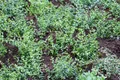 Produktbild: Pflanzen für Dich Bodendecker Euonymus fortunei Minimus, 1 St., Kriechspindel, Spindelstrauch, kleinblättrig, immergrün