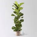 Produktbild: Pflanzen Kölle Geigenfeige 'Ficus Lyrata', Pflegeleichte Zimmerpflanze Höhe 100 cm im 21 cm Topf