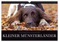 Produktbild: Faszination Jagdhund - Kleiner Münsterländer (Wandkalender 2026 DIN A3 quer), CALVENDO Monatskalender: Kleiner Münsterländer Vorstehhund - Ein Leben neben der Jagd (CALVENDO Tiere)