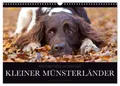 Produktbild: CALVENDO Wandkalender Faszination Jagdhund - Kleiner Münsterländer (Wandkalender 2026 DIN A3