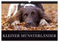Produktbild: Nadine Gerlach | Faszination Jagdhund - Kleiner Münsterländer (Wandkalender...