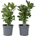 Produktbild: Wüstenrose - 2 Stk - Adenium obesum - Höhe 25-40cm - ⌀11cm