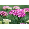 Produktbild: Achillea Millefolium Cerise Queen Schafgarbe Ca. 9x9 cm Topf