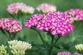 Produktbild: Achillea millefolium 'Cerise Queen', Schafgarbe, rosa, ca. 9x9 cm Topf