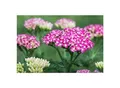 Produktbild: Achillea millefolium 'Cerise Queen', Schafgarbe, rosa, ca. 9x9 cm Topf