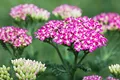 Produktbild: Achillea millefolium 'Cerise Queen' 9x9 cm Topf – Winterhart, Mehrjährig, Pflegeleicht – Schafgarbe – Staude für Beet & Schnittblumen