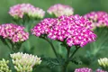 Produktbild: Achillea millefolium 'Cerise Queen', Schafgarbe, rosa, ca. 9x9 cm Topf