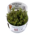 Produktbild: Tropica Rotala wallichii 1-2 GROW!