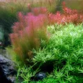Produktbild: Rotala wallichii 1-2-Grow!