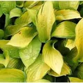 Produktbild: Funkie Gold Standard - Hosta fortunei