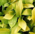 Produktbild: Funkie Gold Standard - Hosta fortunei