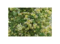 Produktbild: Lonicera japonica 'Halliana', Japanisches Geißblatt, cremeweiß, 40–60 cm