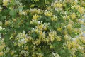 Produktbild: Pflanzen für Dich Kletterpflanze Lonicera japonica Halliana, 1 St., Japanisches Geißblatt, Halliana-Geißblatt, duftend, schnellwachsend