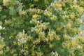 Produktbild: Lonicera japonica 'Halliana', Japanisches Geißblatt, cremeweiß, 40–60 cm
