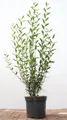 Produktbild: Ligustrum vulgare 'Atrovirens' 100-125 cm – Winterhart, Mehrjährig, Pflegeleicht – Gewöhnlicher Liguster – Heckenpflanze für Garten & Sichtschutz