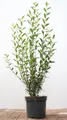 Produktbild: Pflanzen für Dich Gehölze Ligustrum vulg. Atrovirens, 1 St., Gewöhnlicher Liguster, Heckenliguster, Liguster