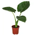 Produktbild: Pfeilblatt Alocasia macrorrhiza Zimmerpflanze ca. 50 cm Ø Topf 17 cm, Dehner