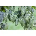 Produktbild: Humulus Lupulus Hersbrucker Hopfen 60–100 cm