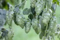 Produktbild: Pflanzen für Dich Kletterpflanze Humulus lup. Hersbrucker, 1 St., Hersbrucker Hopfen, Hopfen, aromatisch, kletterpflanze