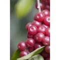 Produktbild: Elaeagnus Multiflora Goumi 150–200 Cm Essbare Früchte