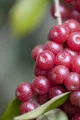 Produktbild: Pflanzen für Dich Gehölze Elaeagnus multiflora, 1 St., Goumi, Gumi, Japanische Ölweide