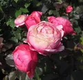 Produktbild: Beetrose ® - Rosa Gartenprinzessin Marie-Jose ®