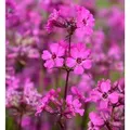Produktbild: Pechnelke Splendens - Lychnis viscaria