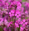 Produktbild: Pechnelke Splendens - Lychnis viscaria