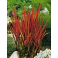 Produktbild: Japanisches Blutgras 'Red Baron' - Imperata cylindrica 'Red Baron', im Topf 12 cm, winterhart - 12 cm