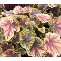 Produktbild: Heuchera/Heucherella 