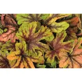 Produktbild: Heuchera/Hecherella - Purpurglöckchen 