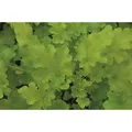 Produktbild: Heuchera - Purpurglöckchen 